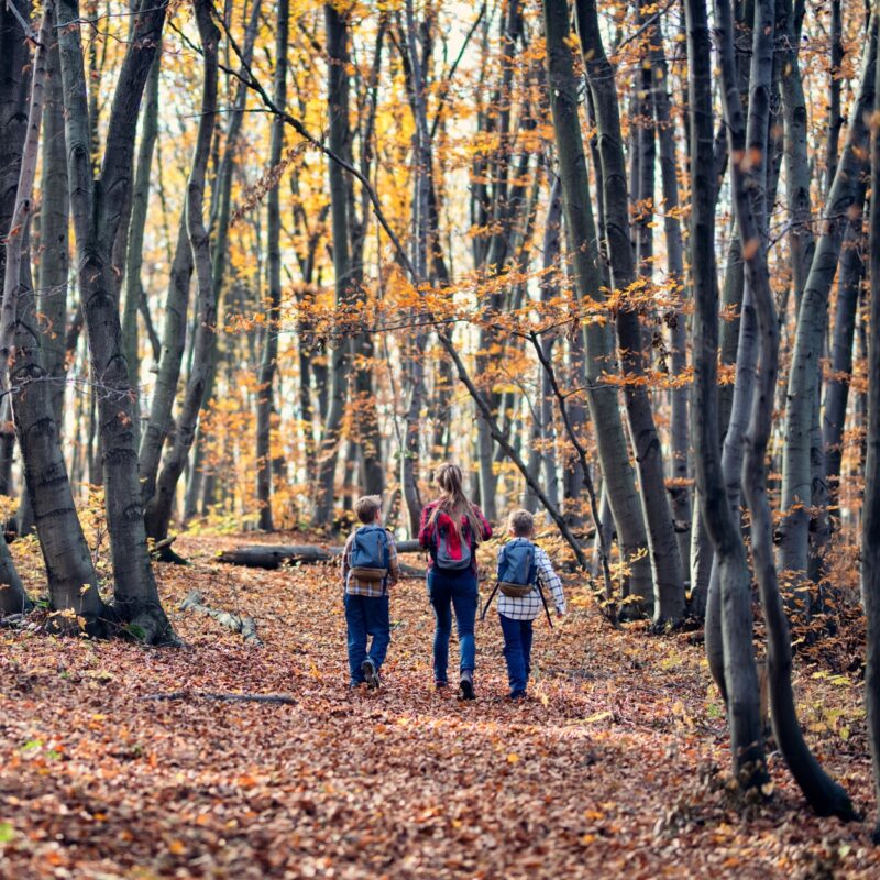 Trois enfants se baladent dans la forêt durant l'automne.